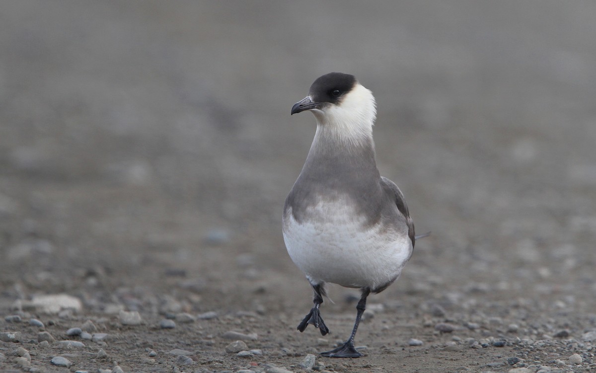 Parasitic Jaeger - ML63890611