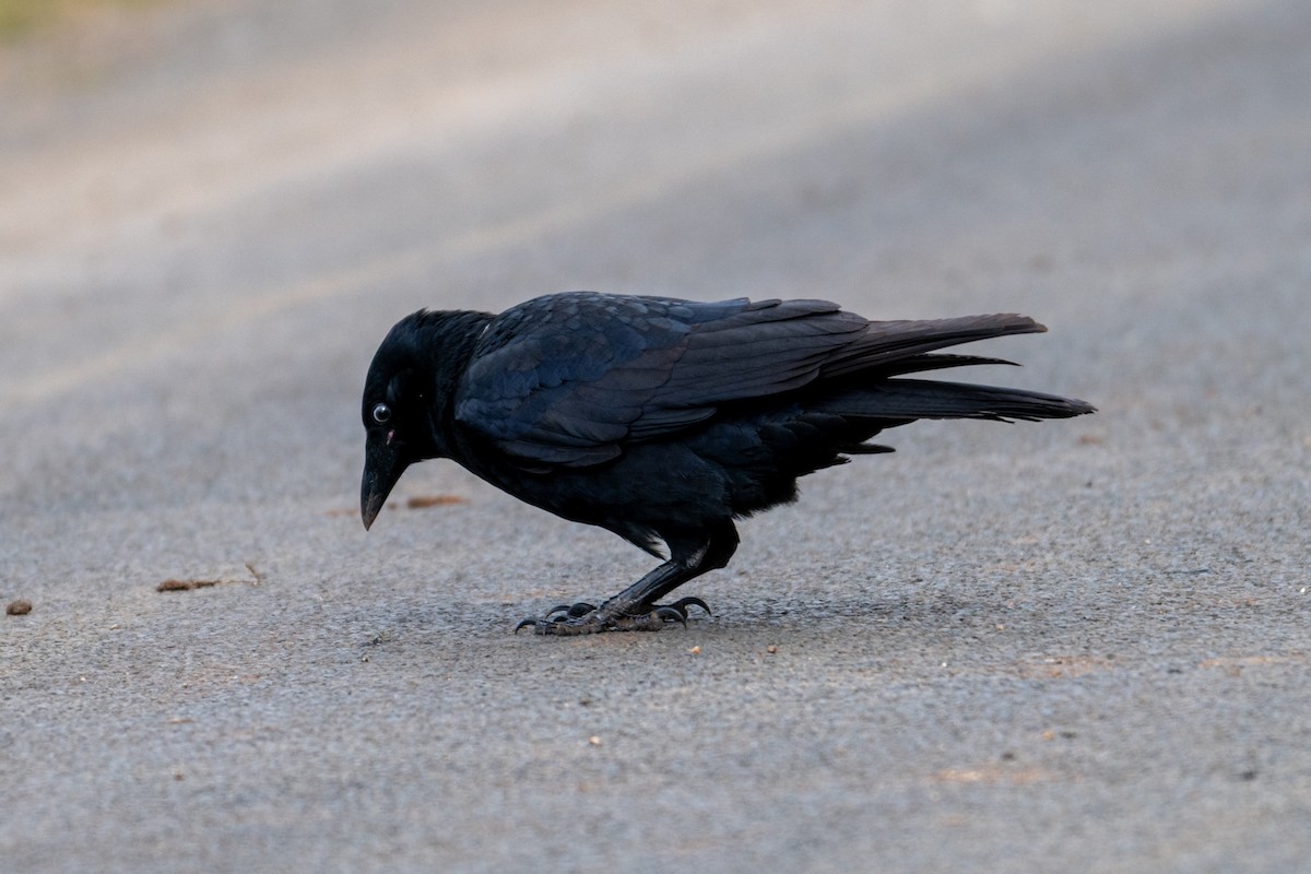 Torresian Crow - ML638906114