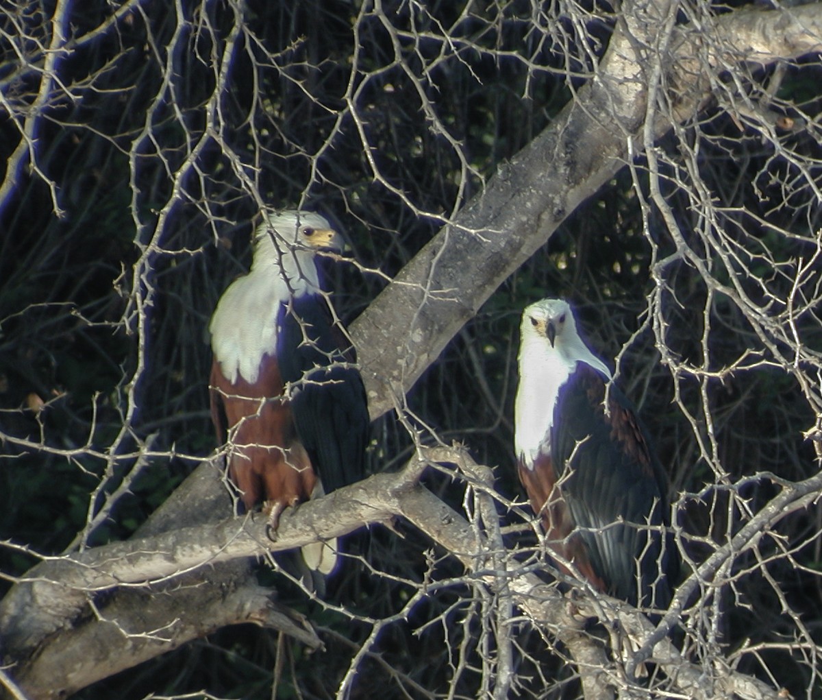African Fish-Eagle - ML638906124