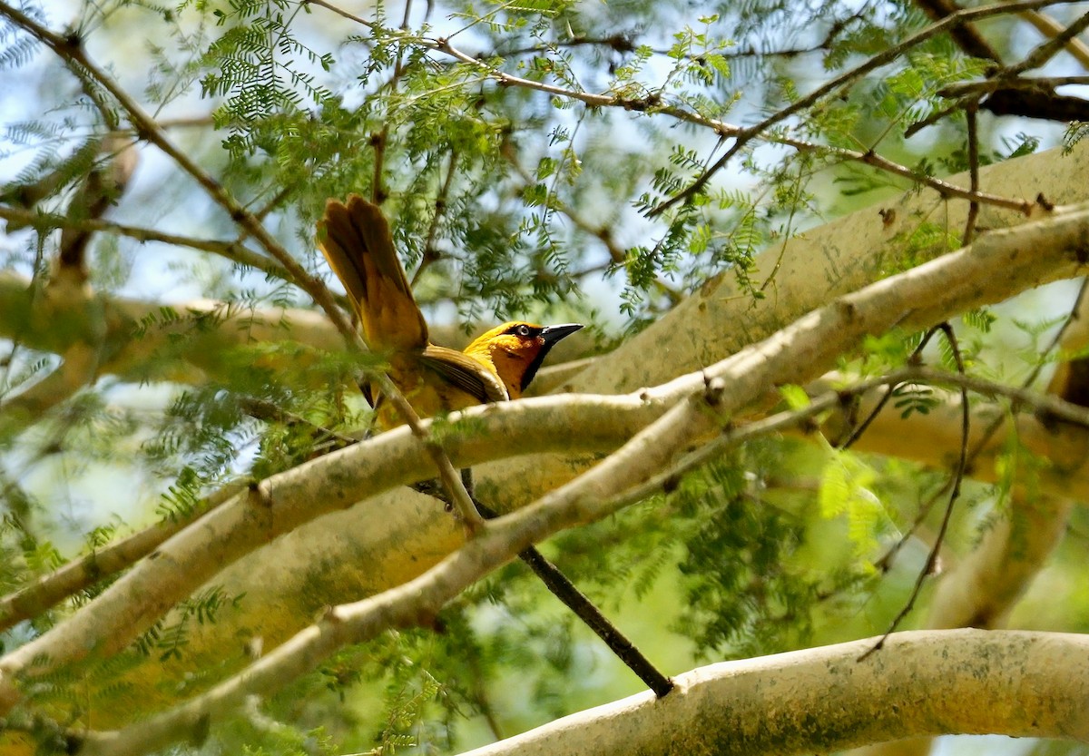 Spectacled Weaver (Black-throated) - ML638906143