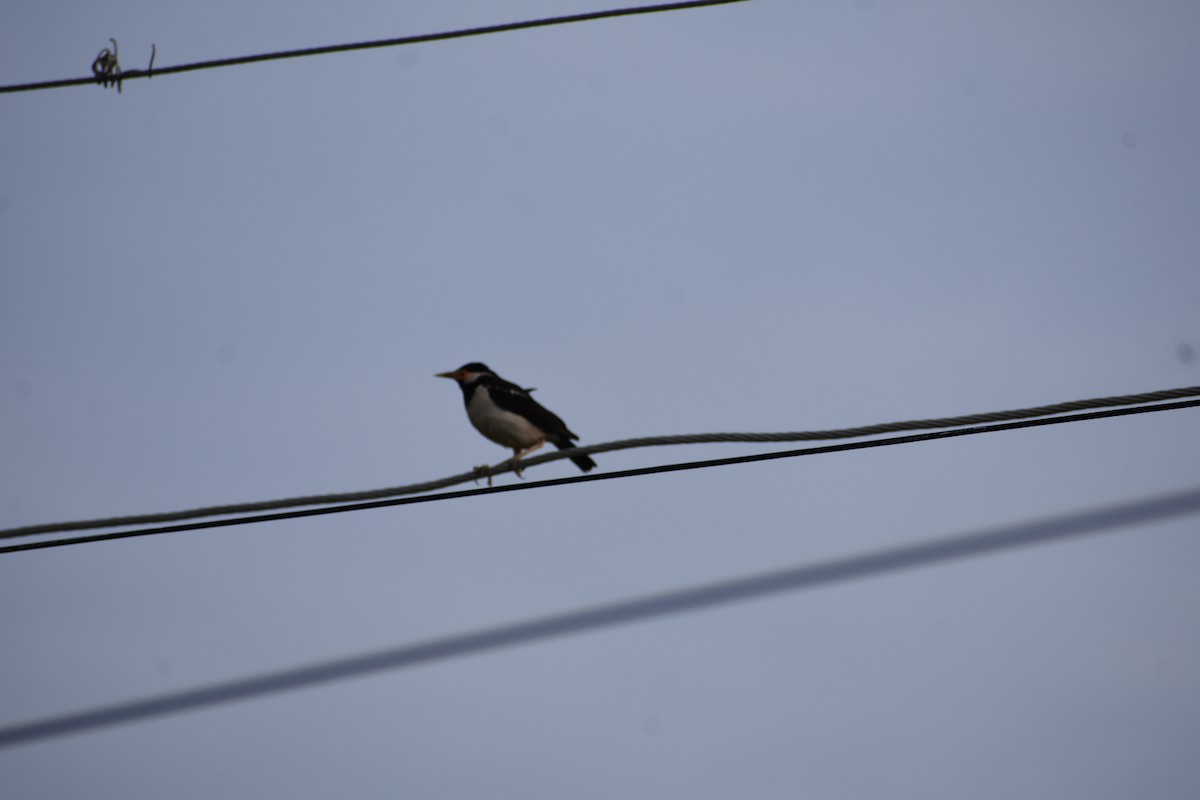 印度鵲椋鳥 - ML638906153
