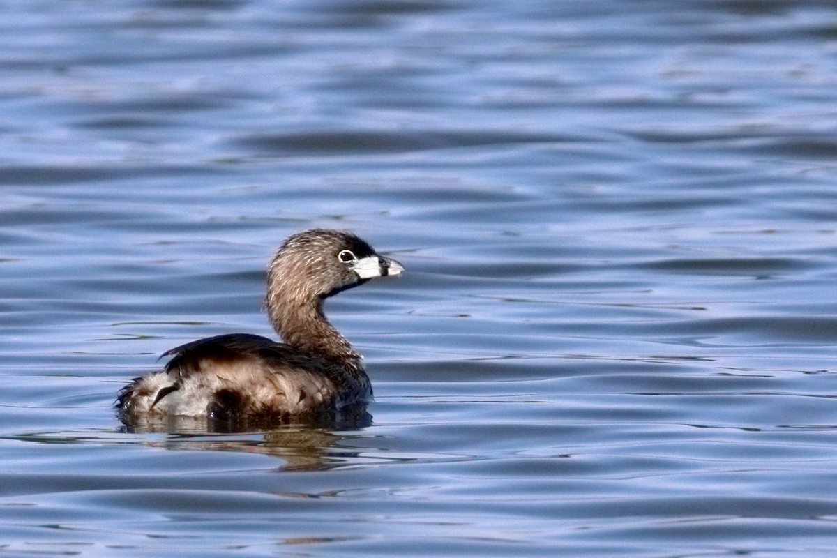 Pied-billed Grebe - ML638906165