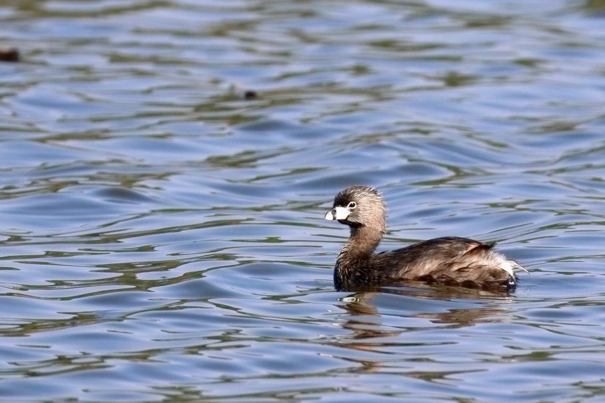 Pied-billed Grebe - ML638906166
