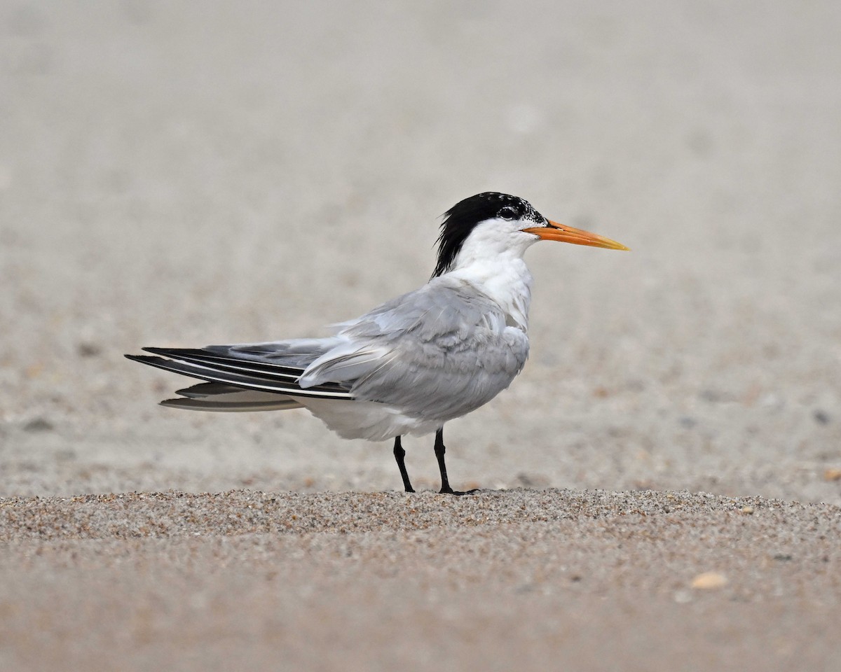 rybák západní - ML638906178