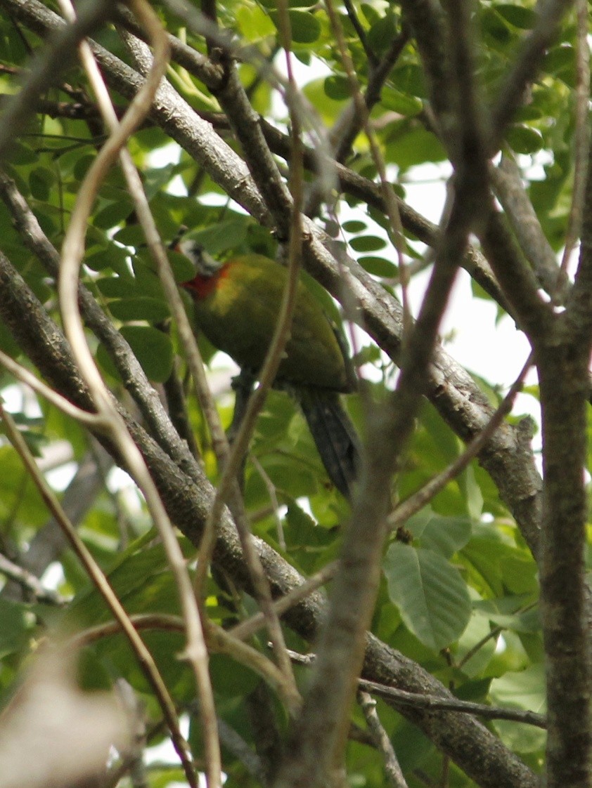 Cuban Green Woodpecker - ML638906181
