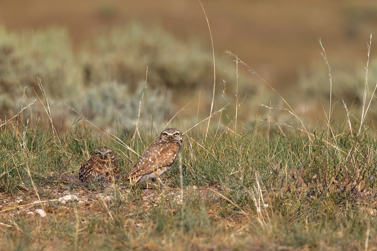 Burrowing Owl - ML638906203