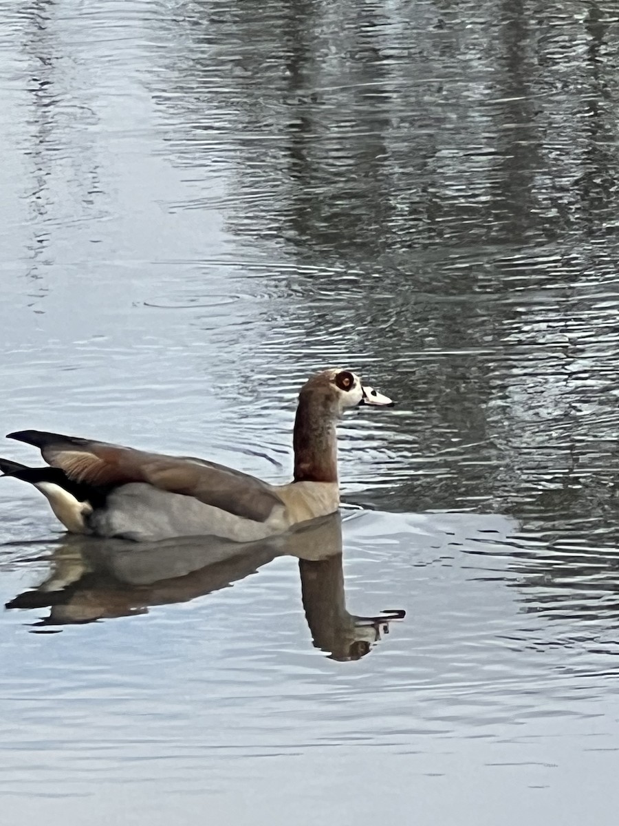 Нильский гусь - ML638906212