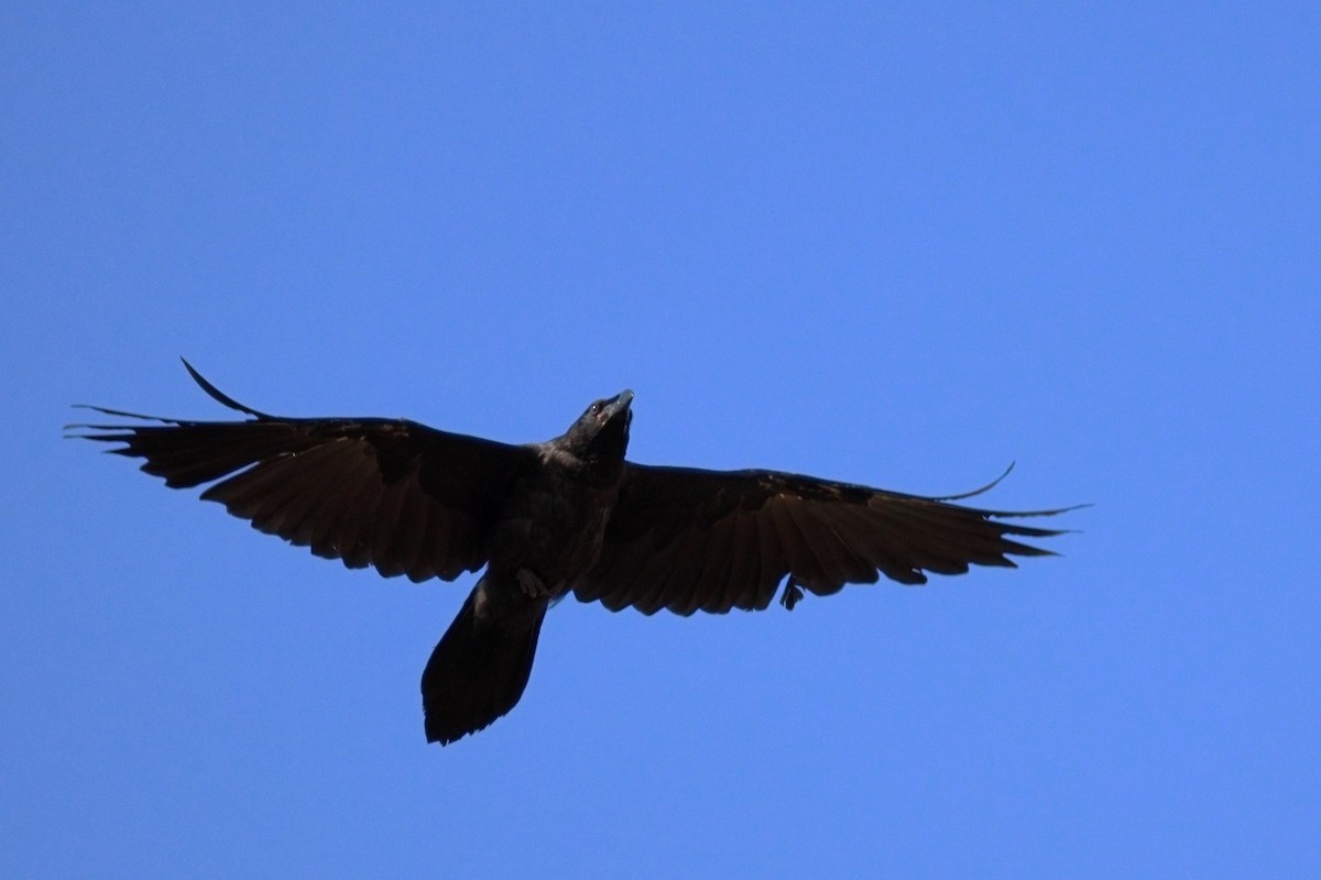 Common Raven - ML638906217