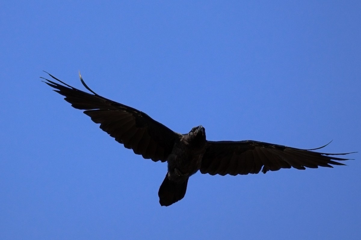 Common Raven - ML638906218