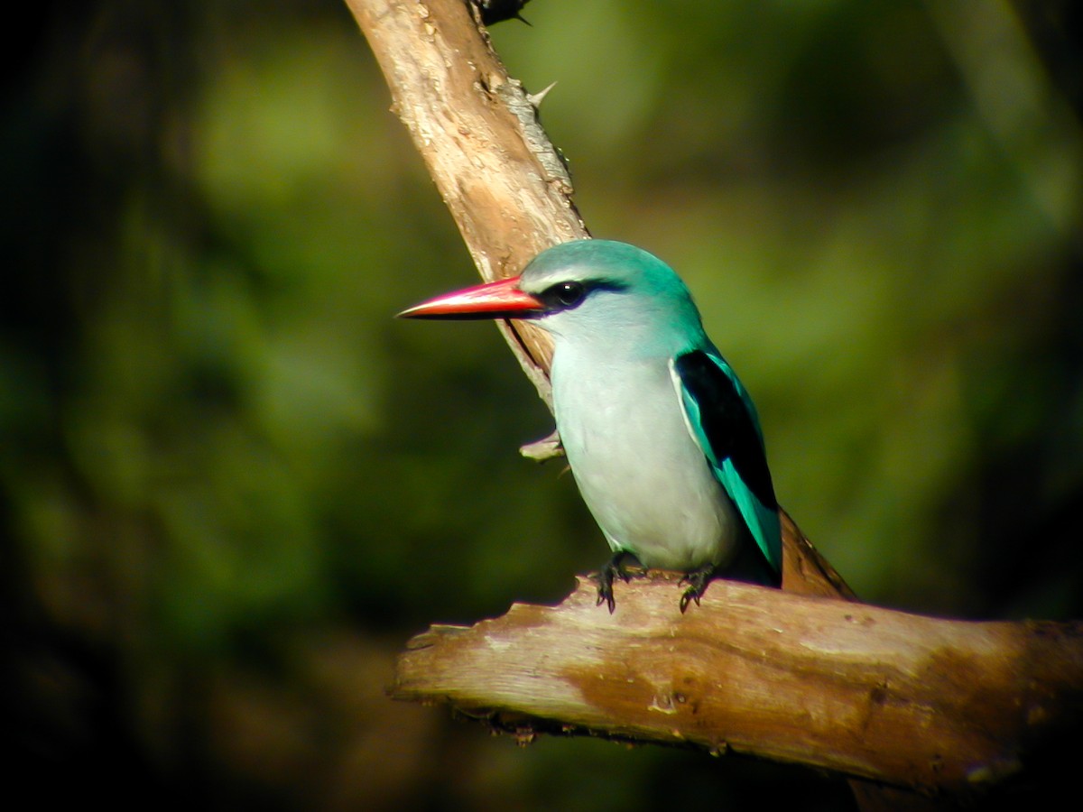 Woodland Kingfisher - ML638906224