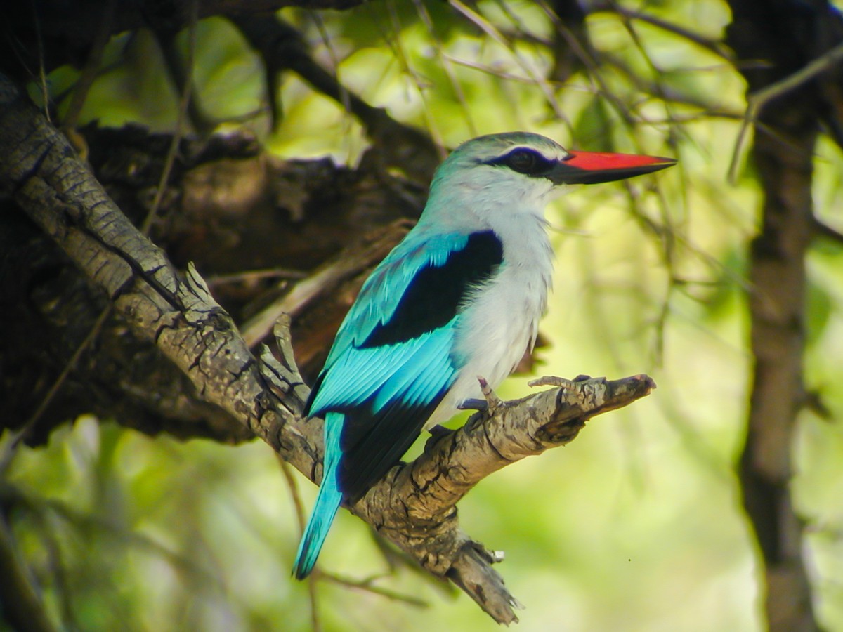 Woodland Kingfisher - ML638906229