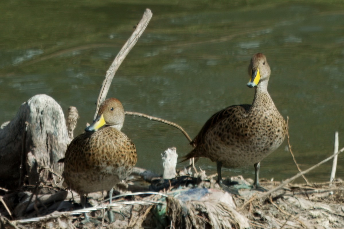 Yellow-billed Pintail - ML638906232