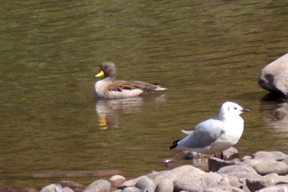 Yellow-billed Teal - ML638906240