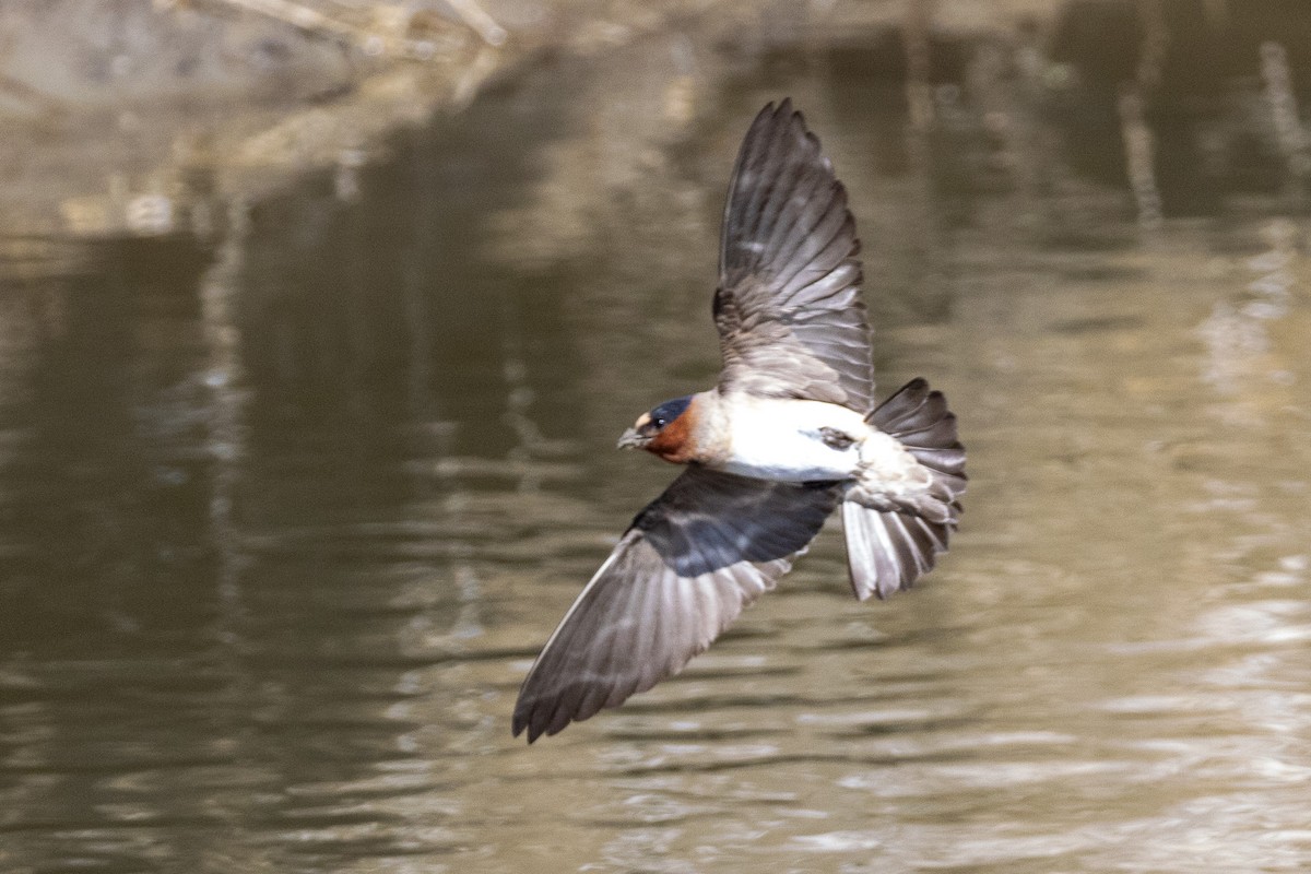 Cliff Swallow - ML638906252