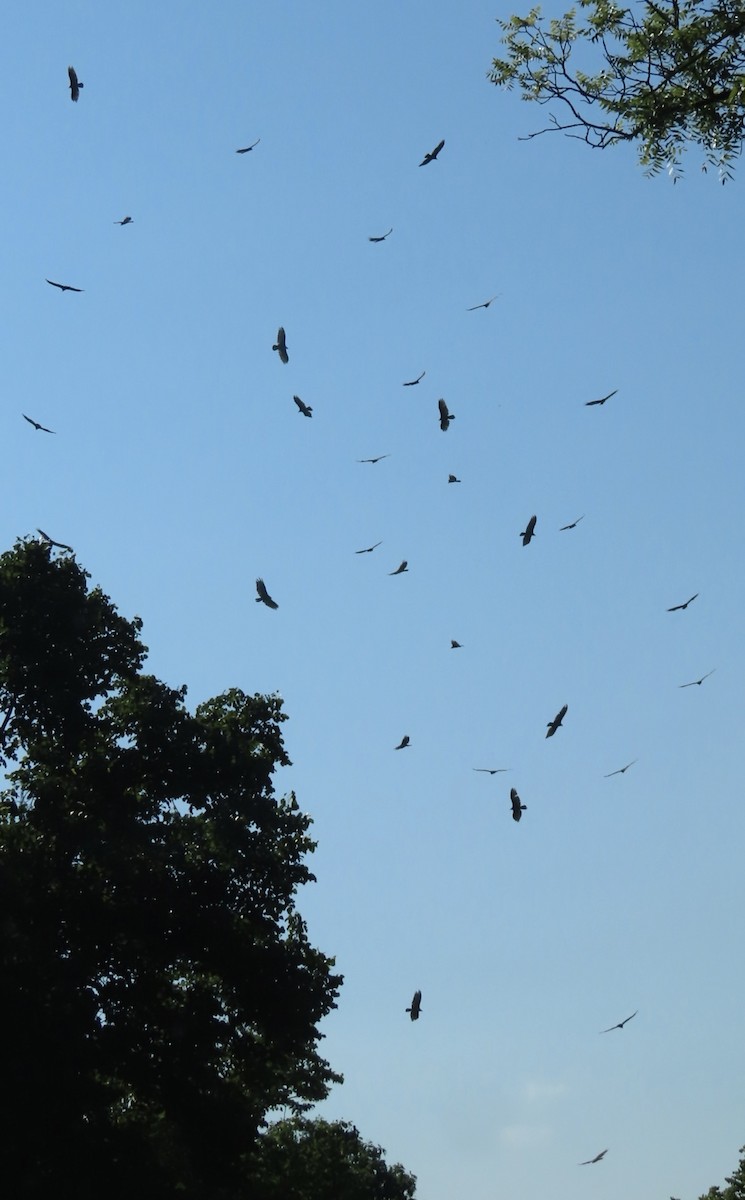 Turkey Vulture - ML638906294