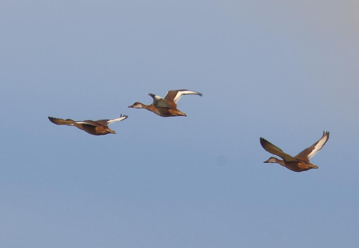 Red-crested Pochard - ML638906297