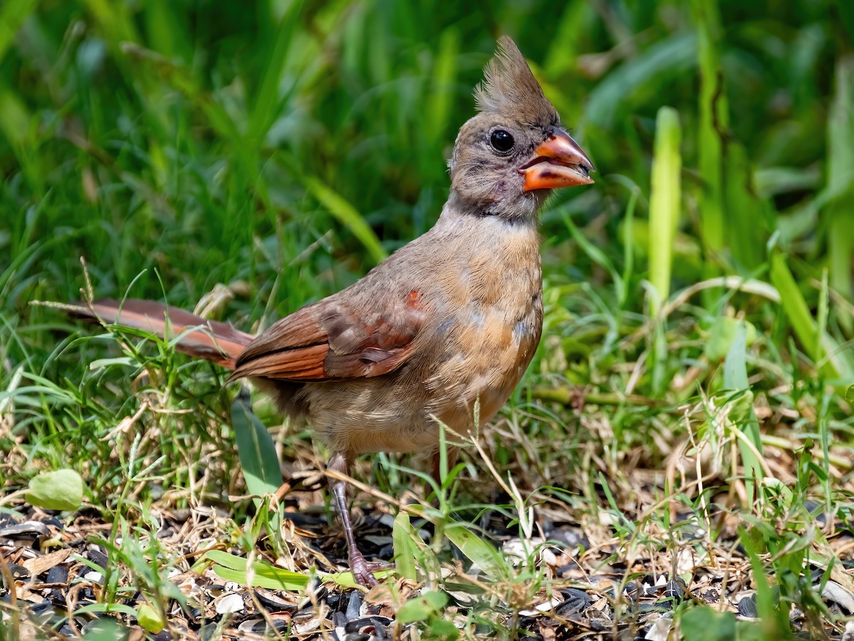 Northern Cardinal - ML638906302