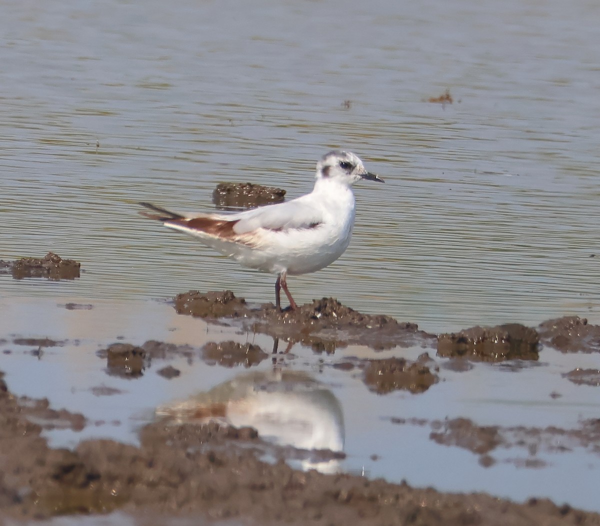 Little Gull - ML638906321