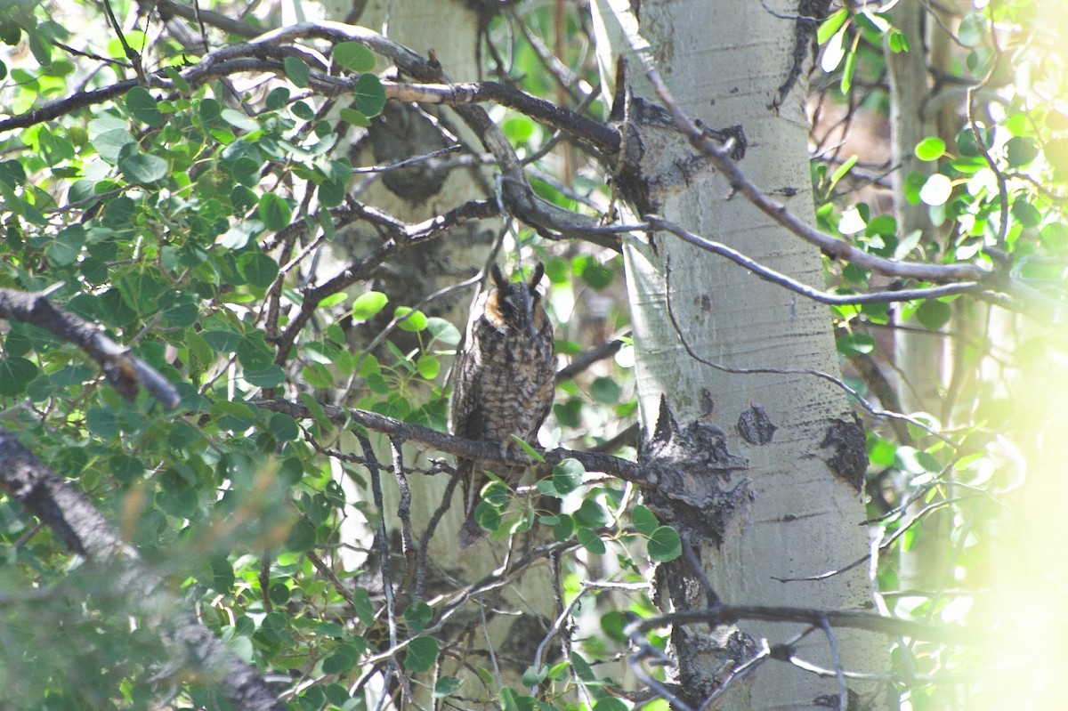 Long-eared Owl - ML638906325