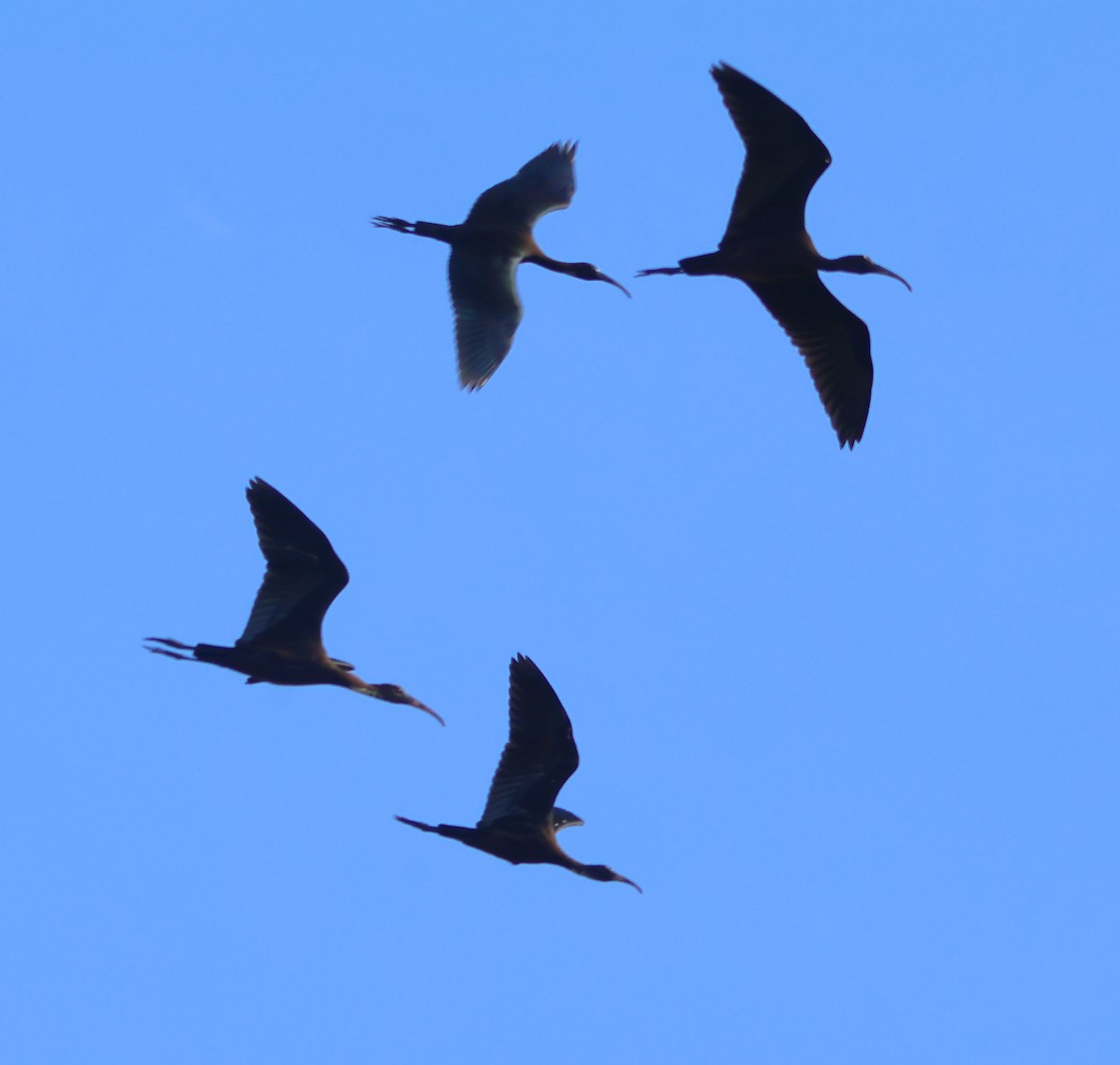 Glossy Ibis - ML638906330
