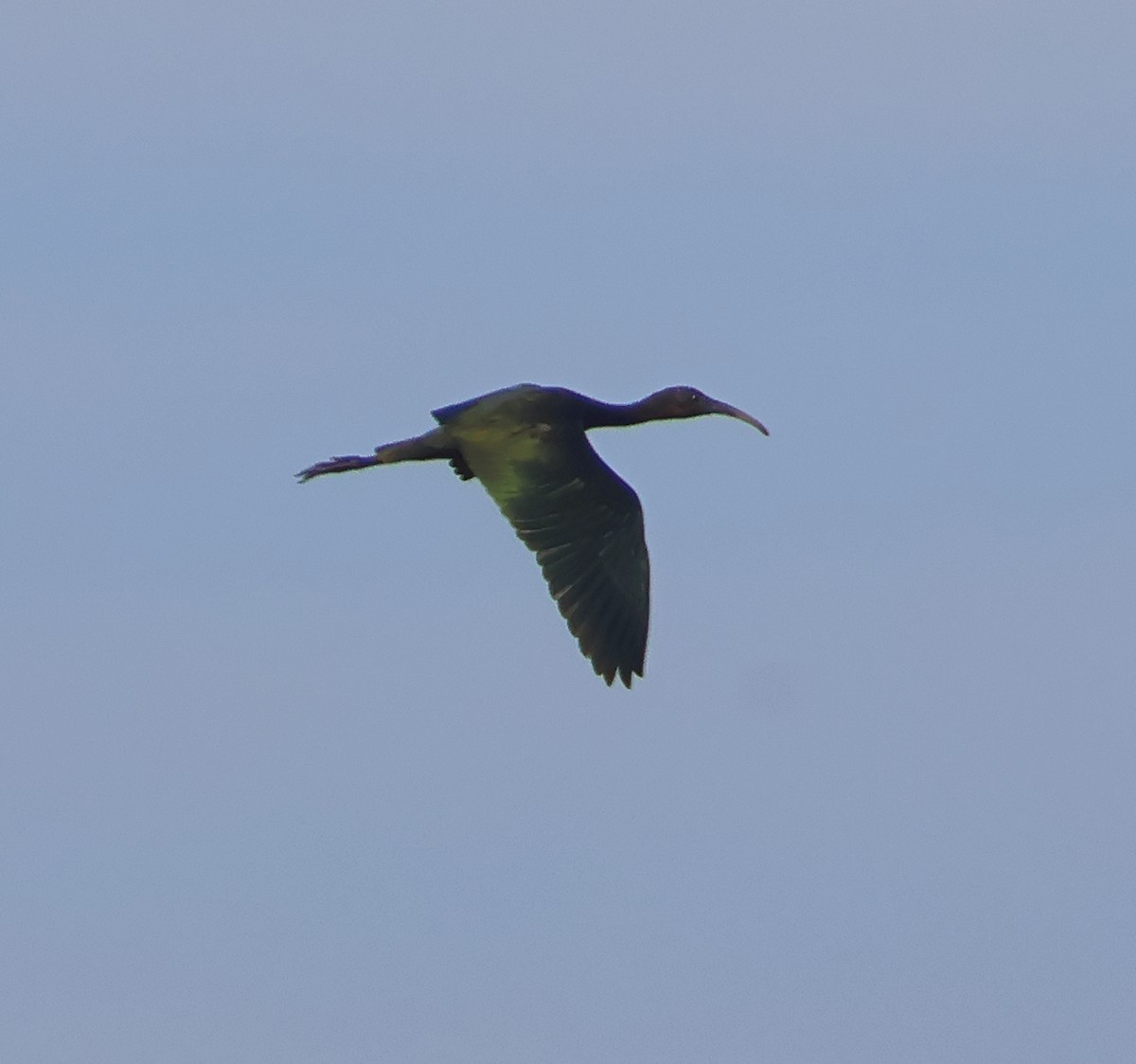 Glossy Ibis - ML638906333