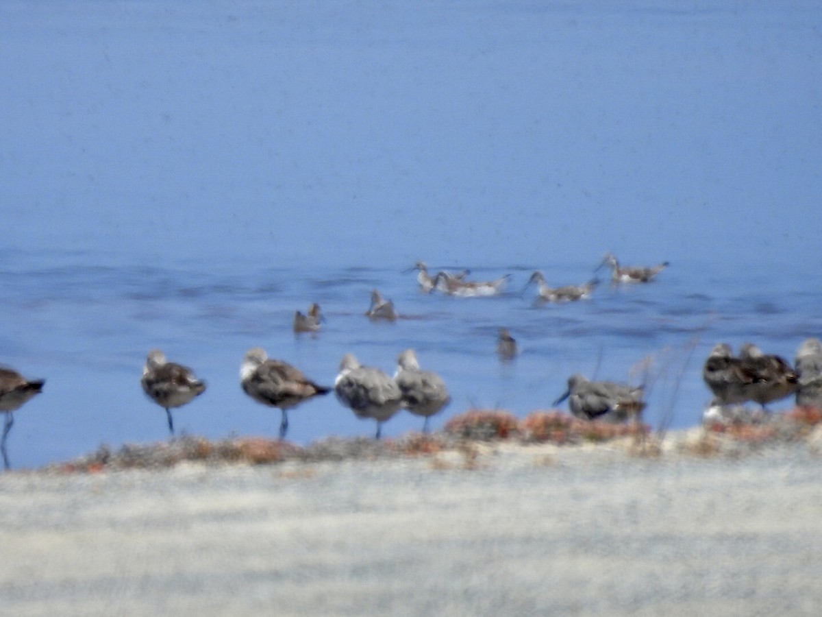 Wilson's Phalarope - ML638906364