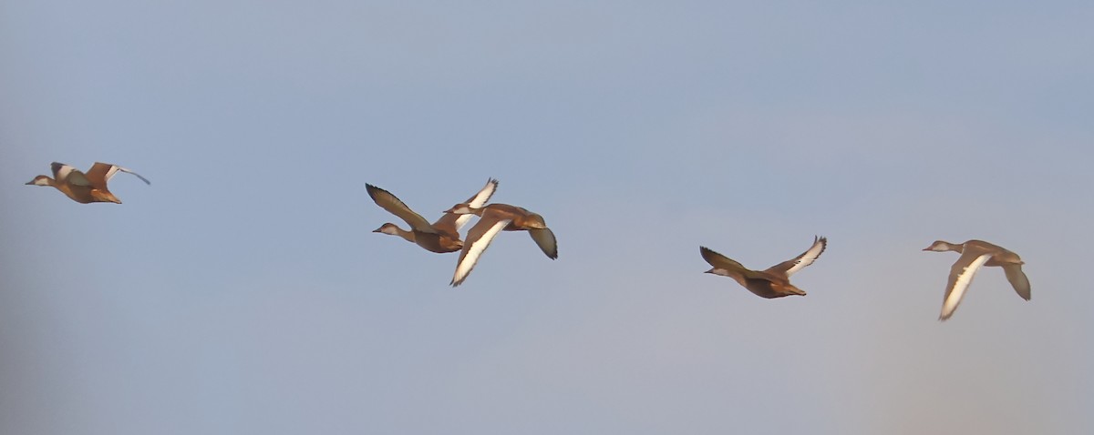 Red-crested Pochard - ML638906424