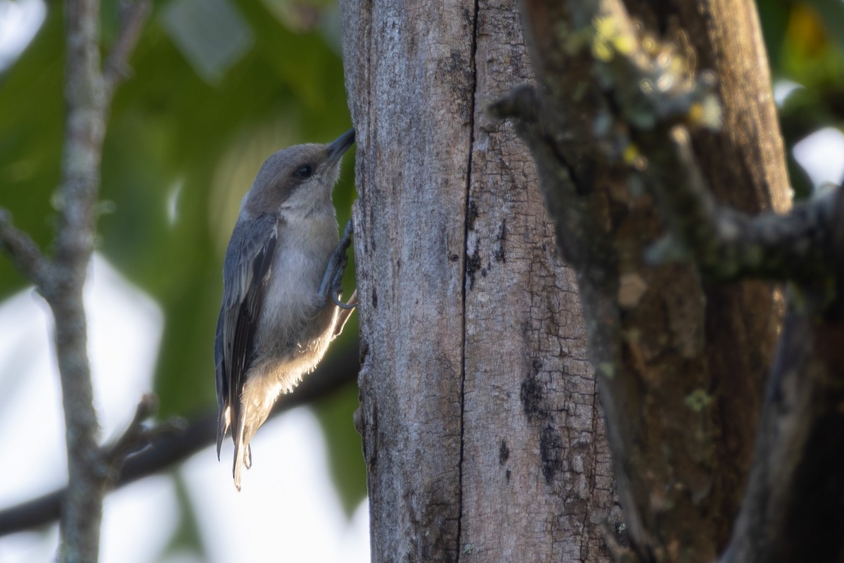 Brown-headed Nuthatch - ML638906431