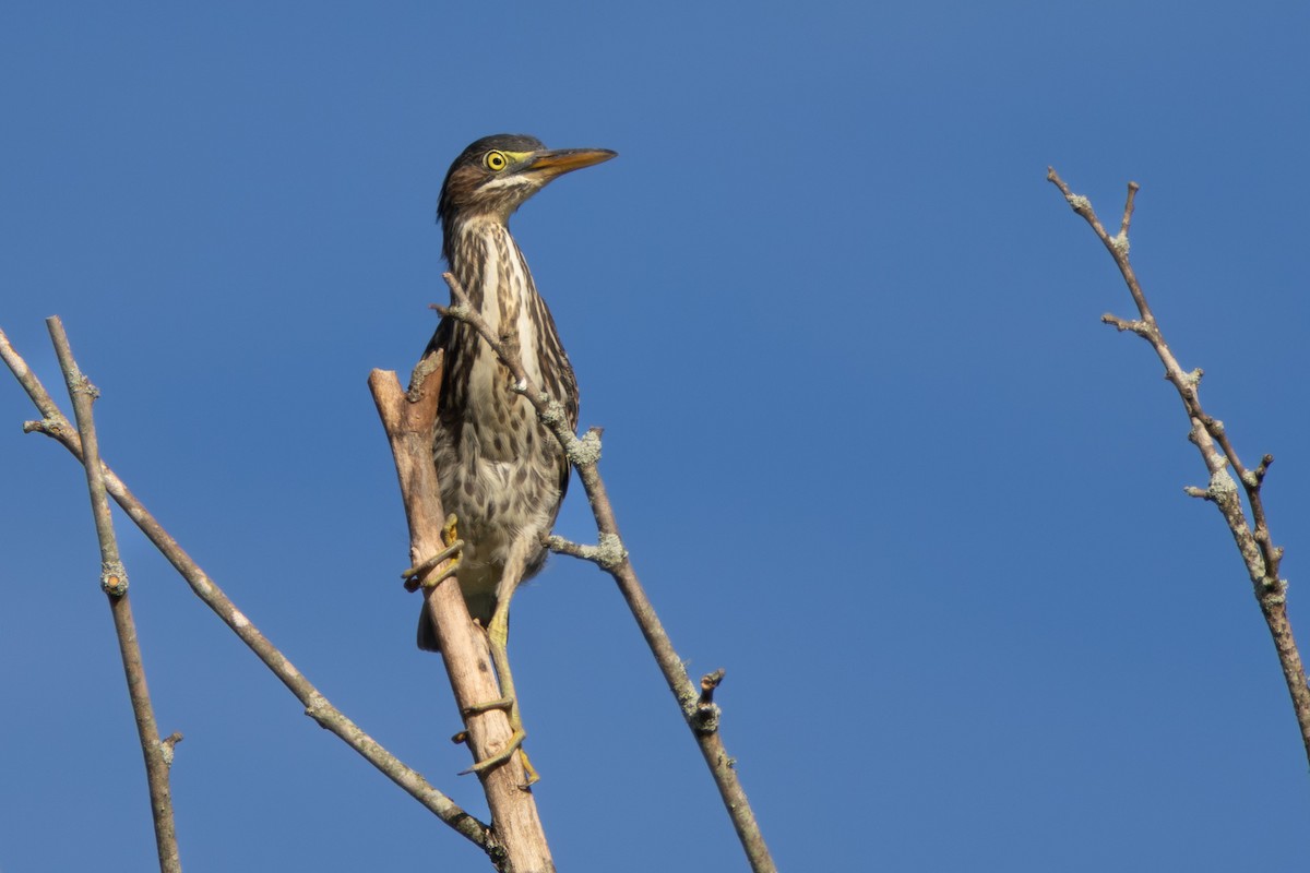 Green Heron - ML638906475