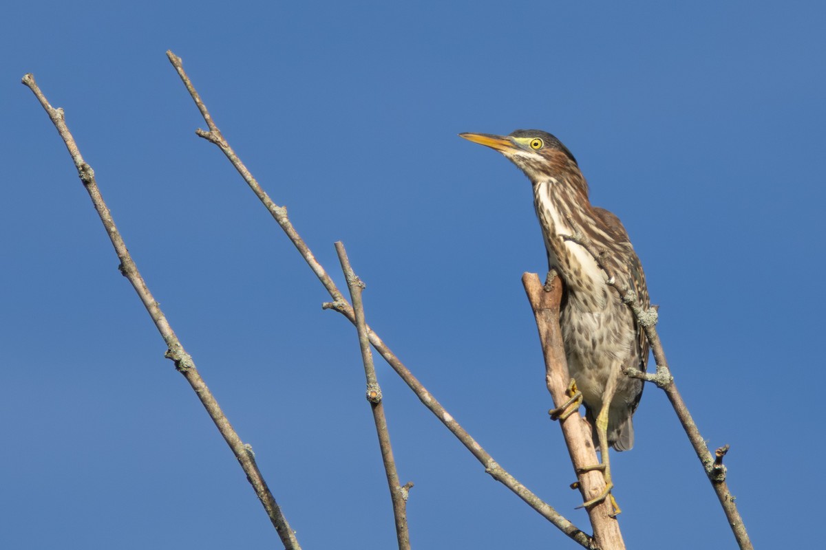 Green Heron - ML638906476