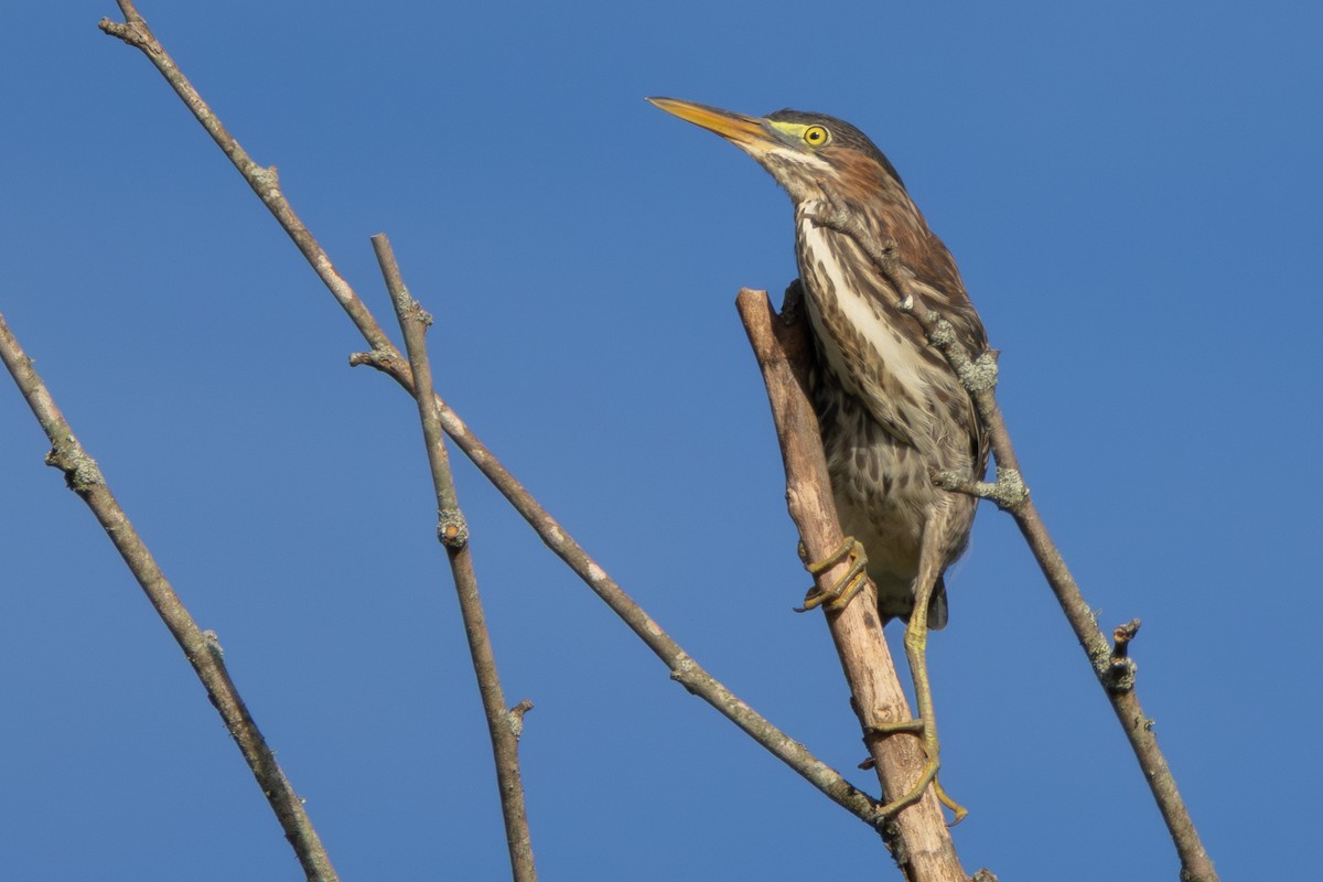 Green Heron - ML638906479