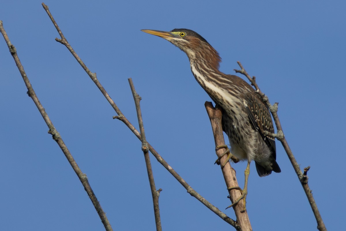 Green Heron - ML638906482