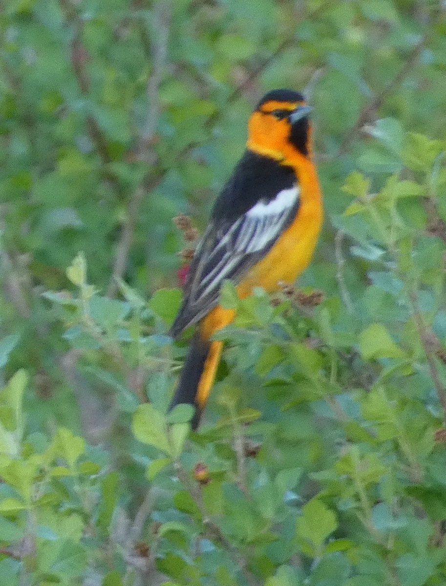 Bullock's Oriole - ML638906490