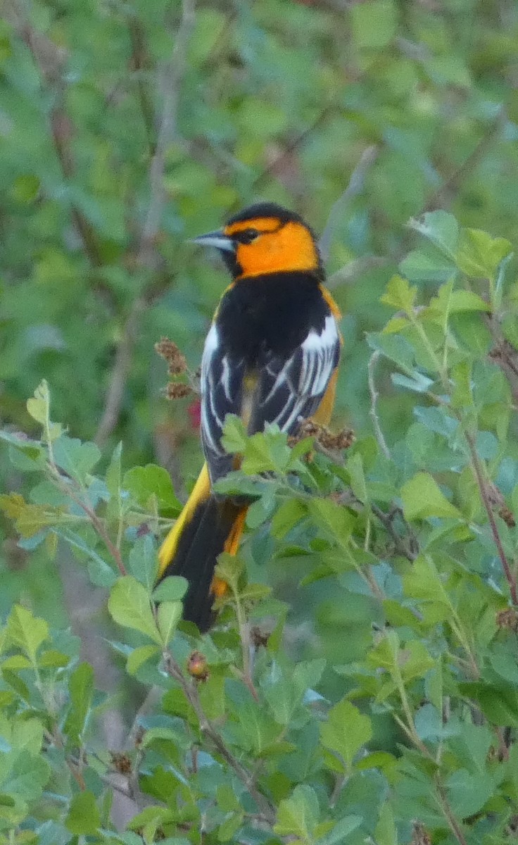Bullock's Oriole - ML638906491