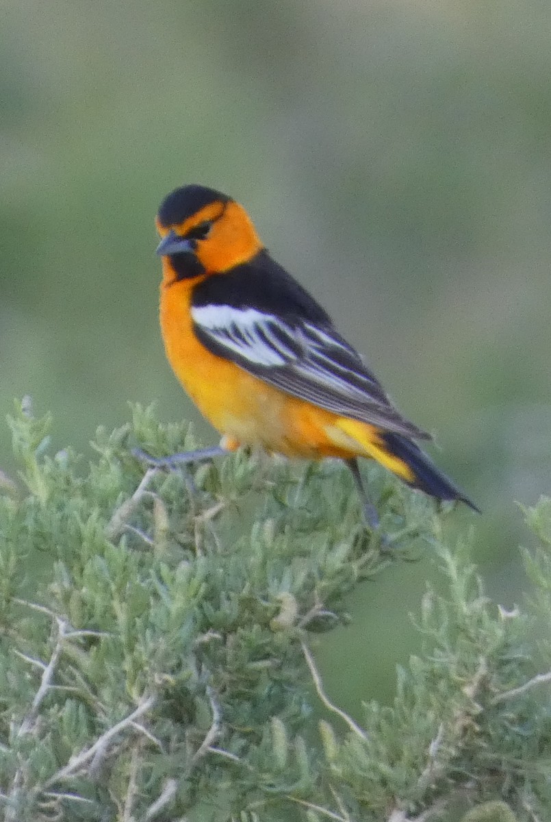 Bullock's Oriole - ML638906493