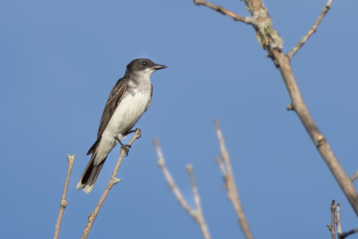 Eastern Kingbird - ML638906495