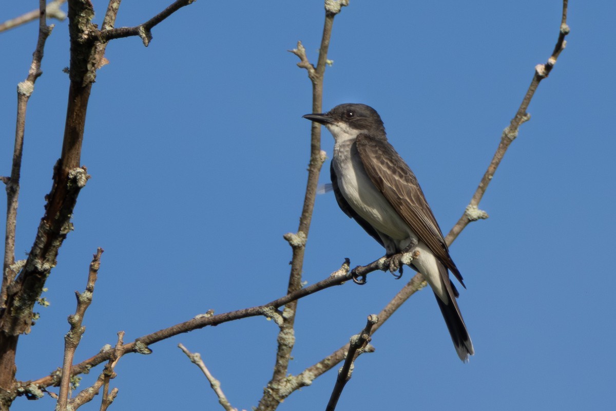 Eastern Kingbird - ML638906506