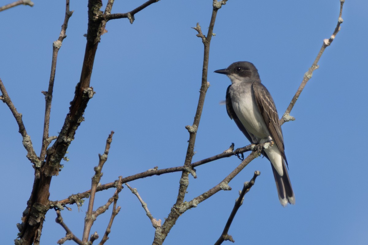Eastern Kingbird - ML638906507
