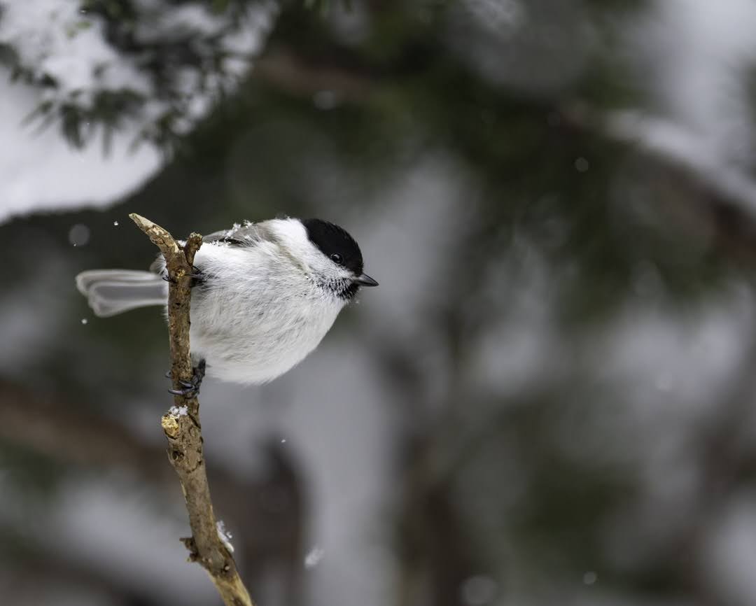 Marsh Tit - ML638906508