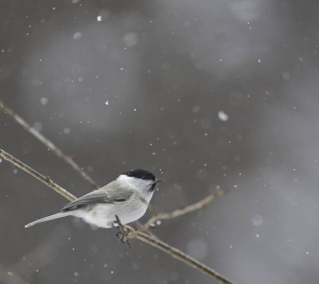 Marsh Tit - ML638906509