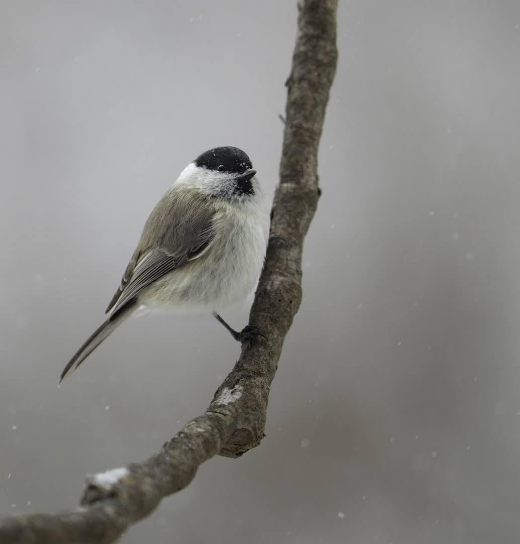 Marsh Tit - ML638906510