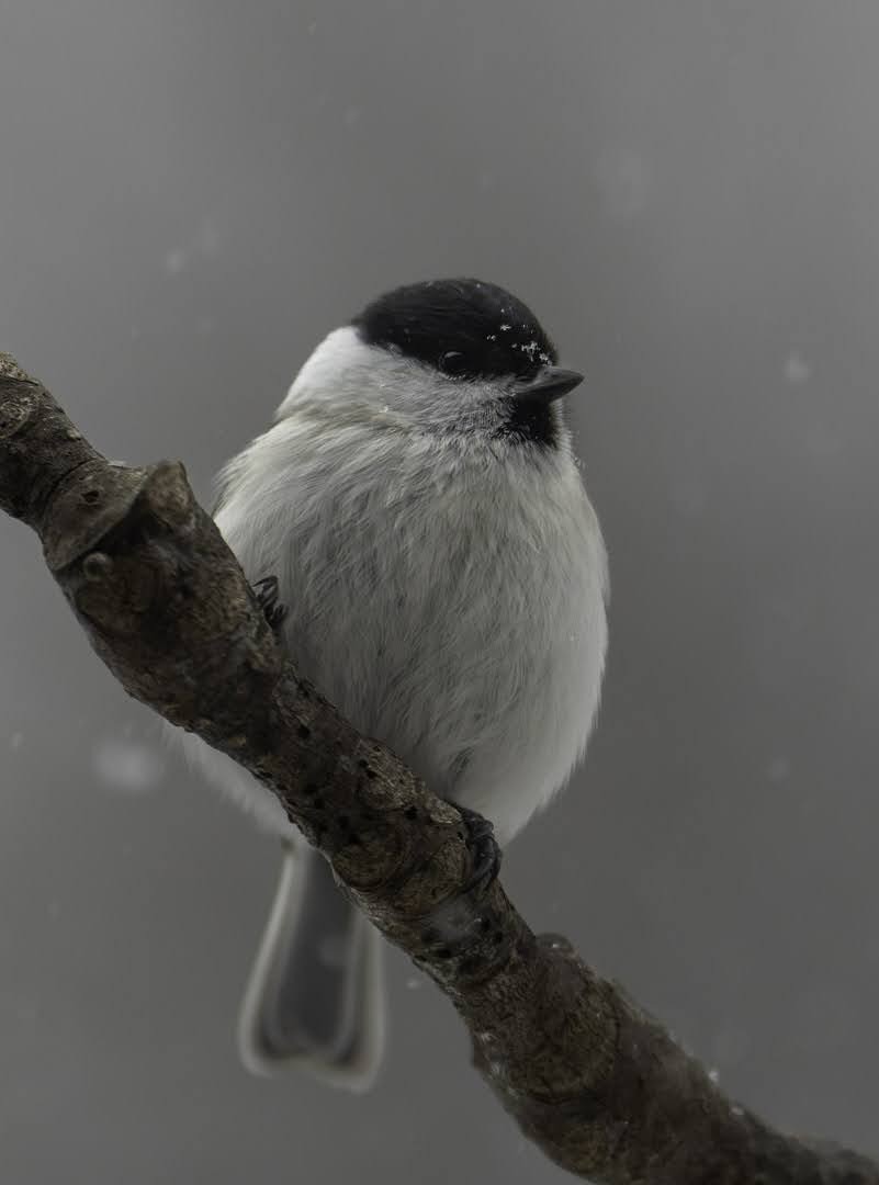 Marsh Tit - ML638906511