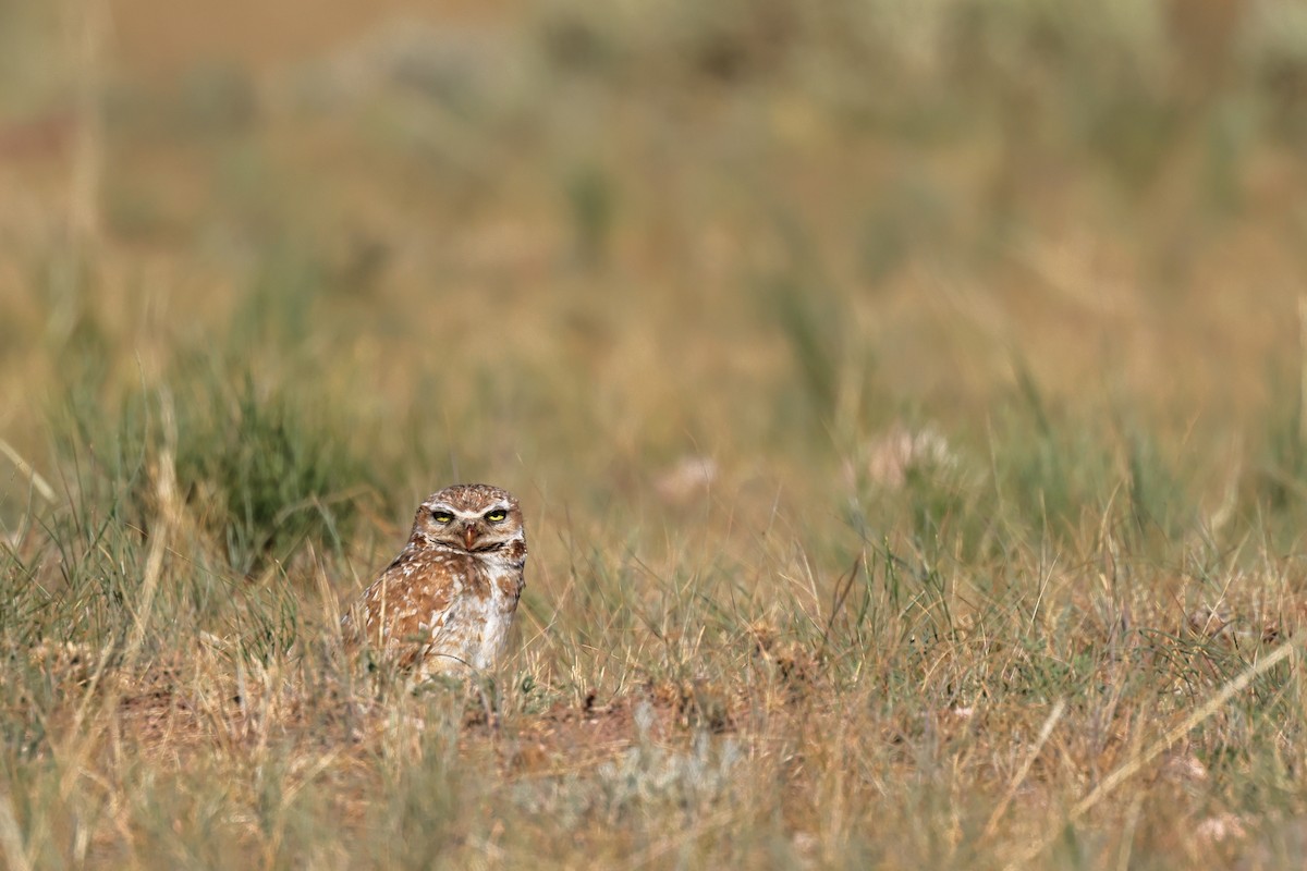 Burrowing Owl - ML638906515