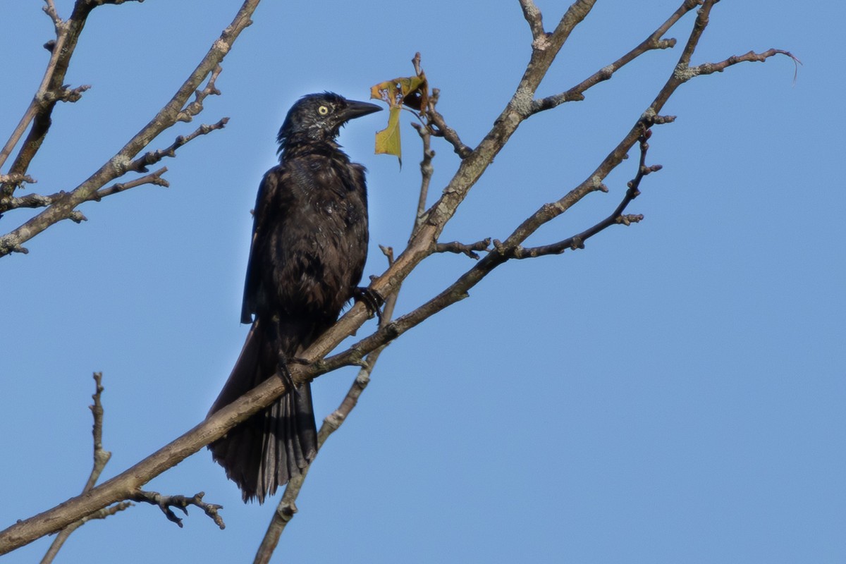 Common Grackle - ML638906519