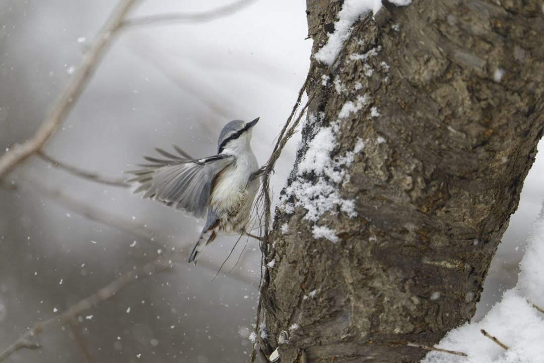 Eurasian Nuthatch - ML638906547