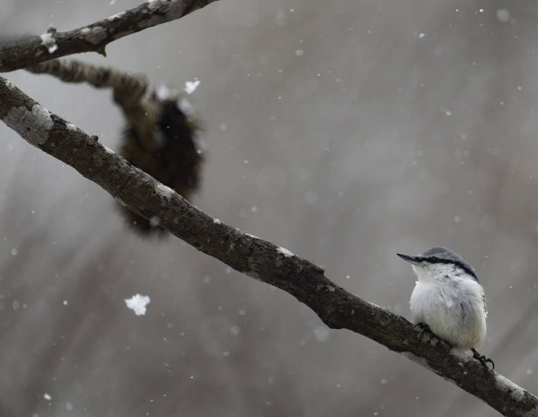 Eurasian Nuthatch - ML638906548