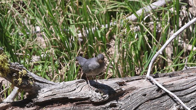 Grauwasseramsel - ML638906554