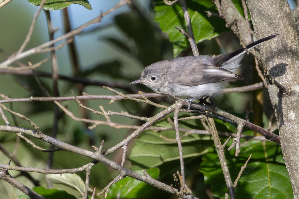 Blue-gray Gnatcatcher - ML638906579
