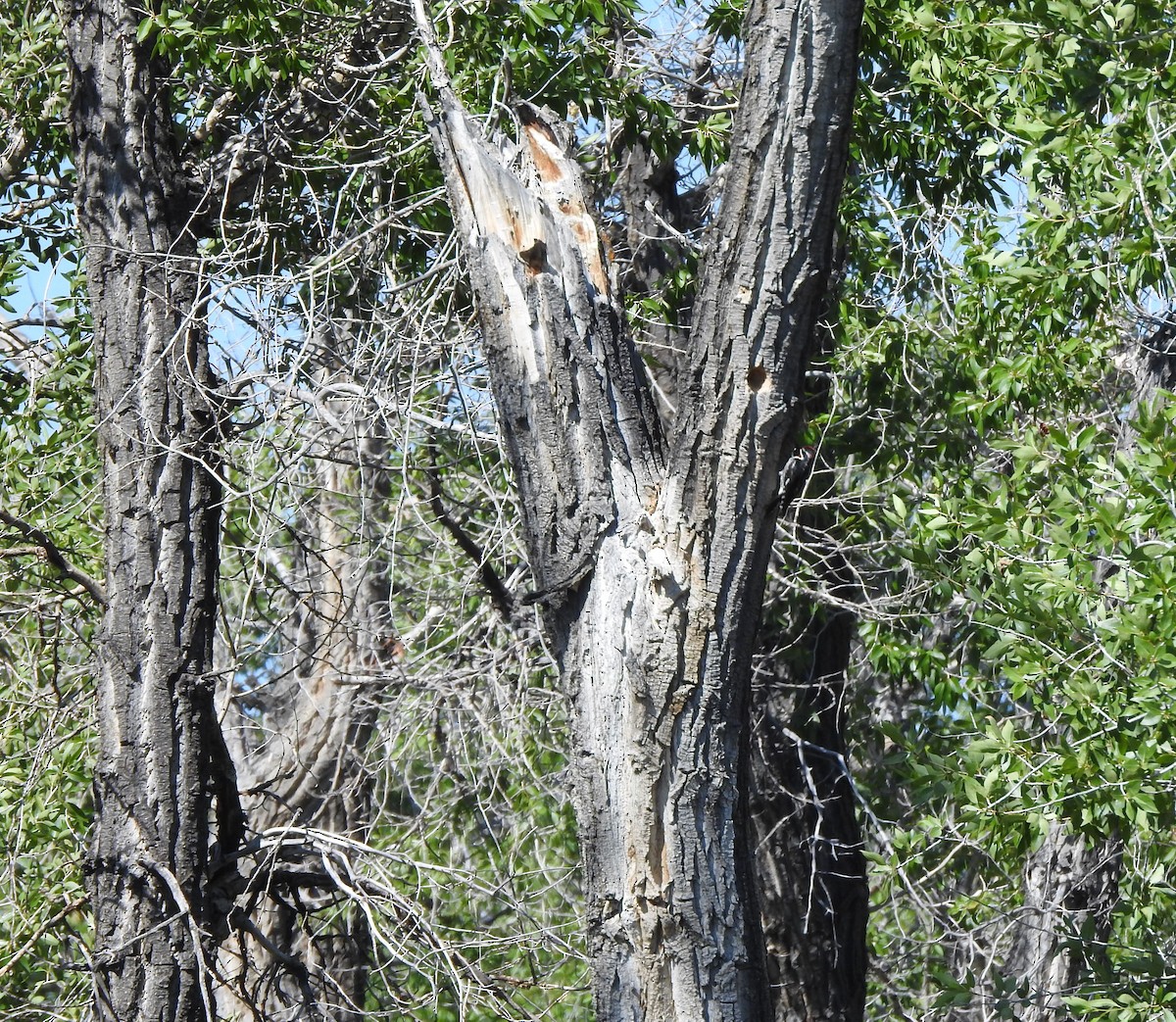 Red-naped Sapsucker - ML638906597