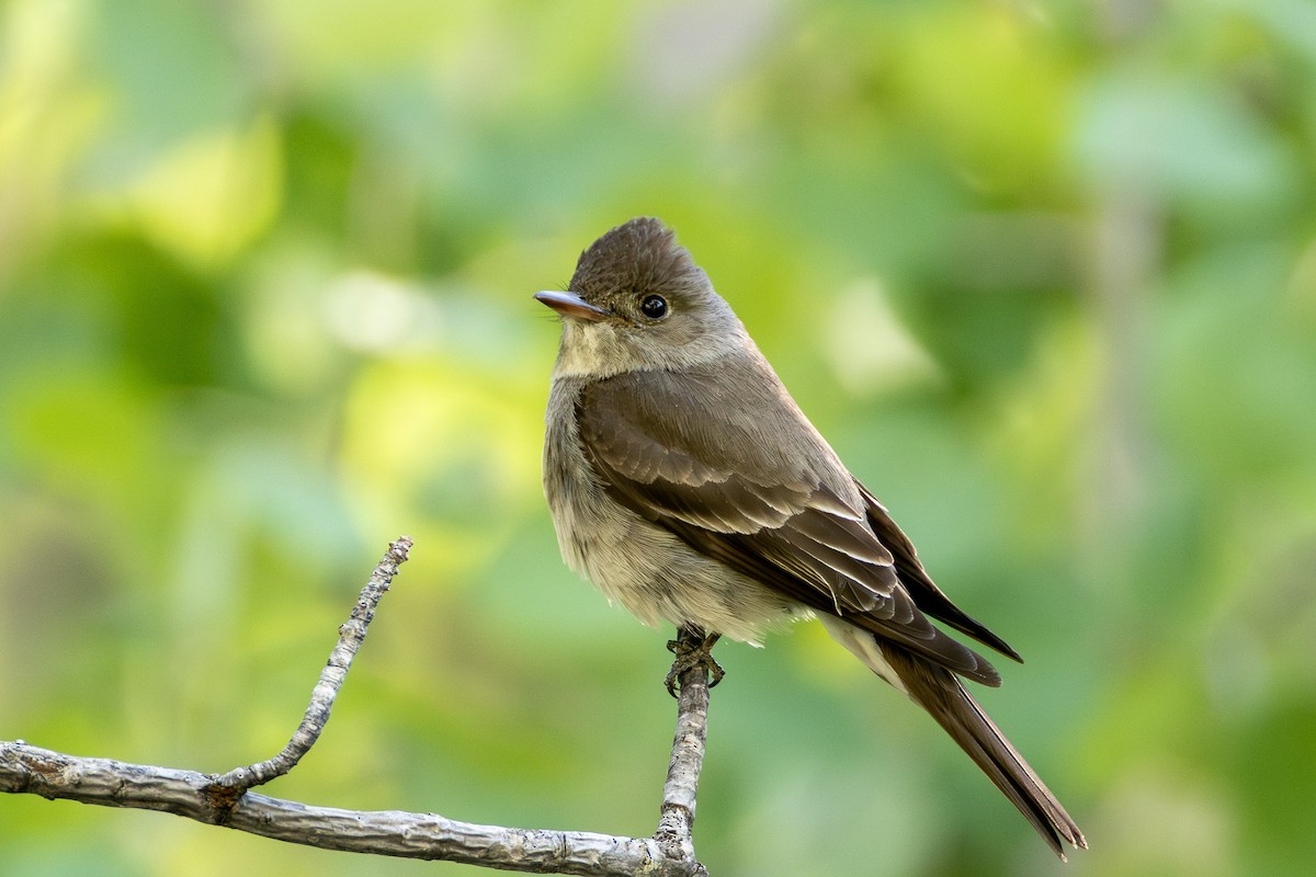 Western Wood-Pewee - ML638906606